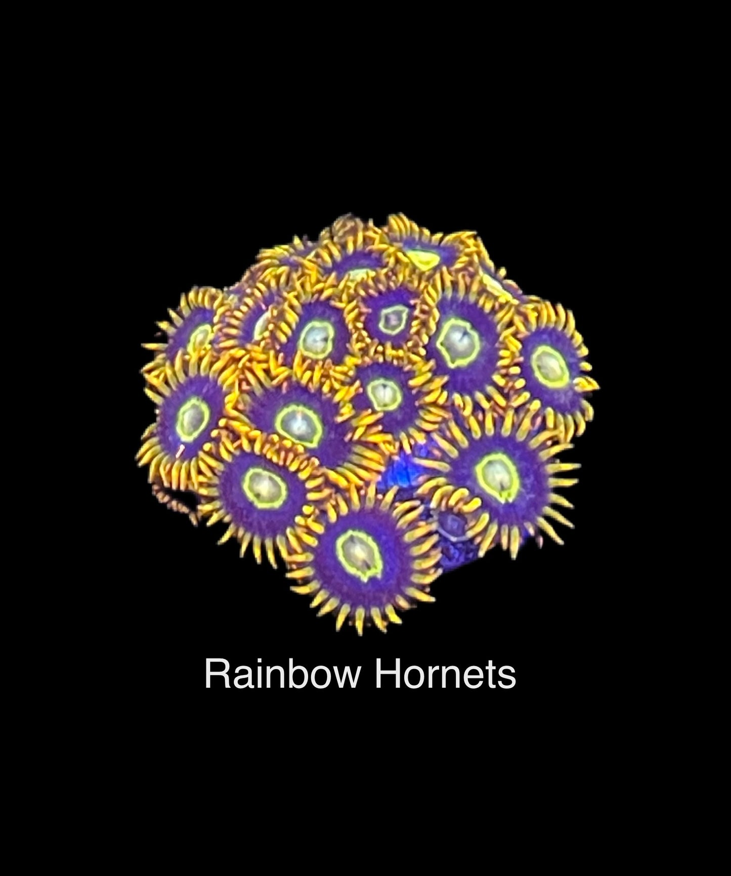 Rainbow Hornet Zoa Frag