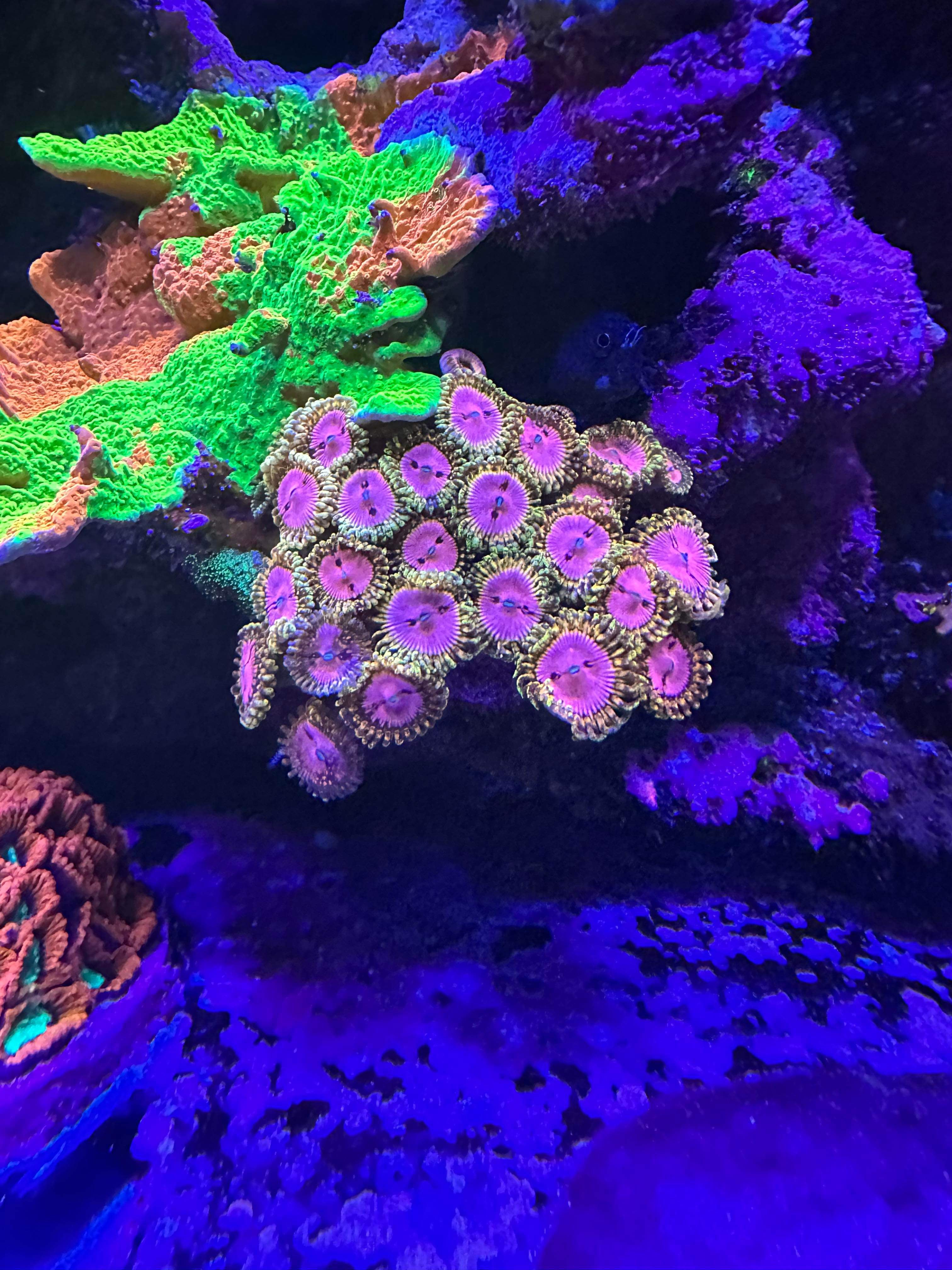 Pink Diamond Zoa Frag