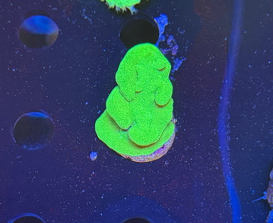 Green Montipora